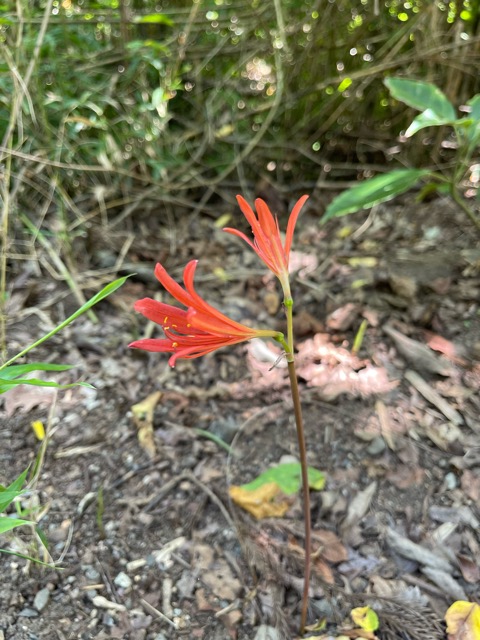 🌳 ガイアの森だより ― 千年の森を創るプロジェクト・真夏の観察記画像2