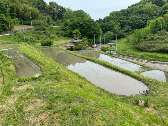 自社農場の田植えを行いました。画像1