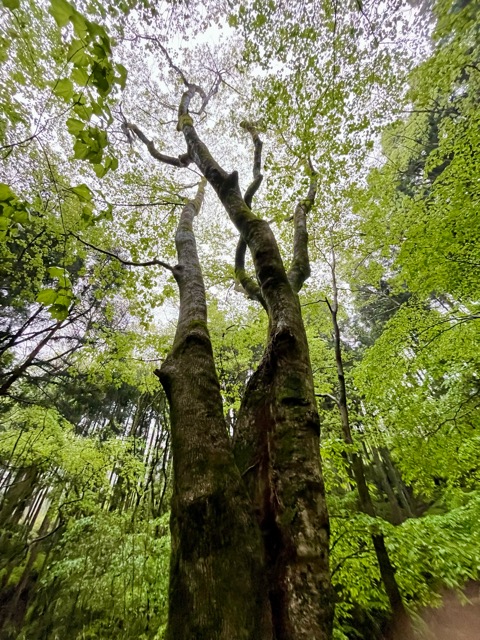 「ガイアの森」の目覚め画像5