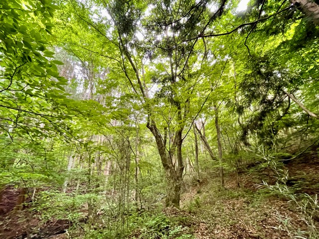 小雨とともに静かに始まる ― ヒメシャガの植栽と、ガイアの森の未来画像4