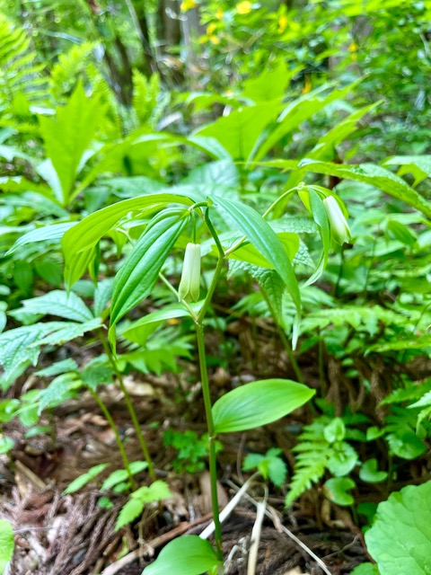 ガイアの森 に舞う生命– ナルコユリ、舞鶴草、ツクバネソウ画像2
