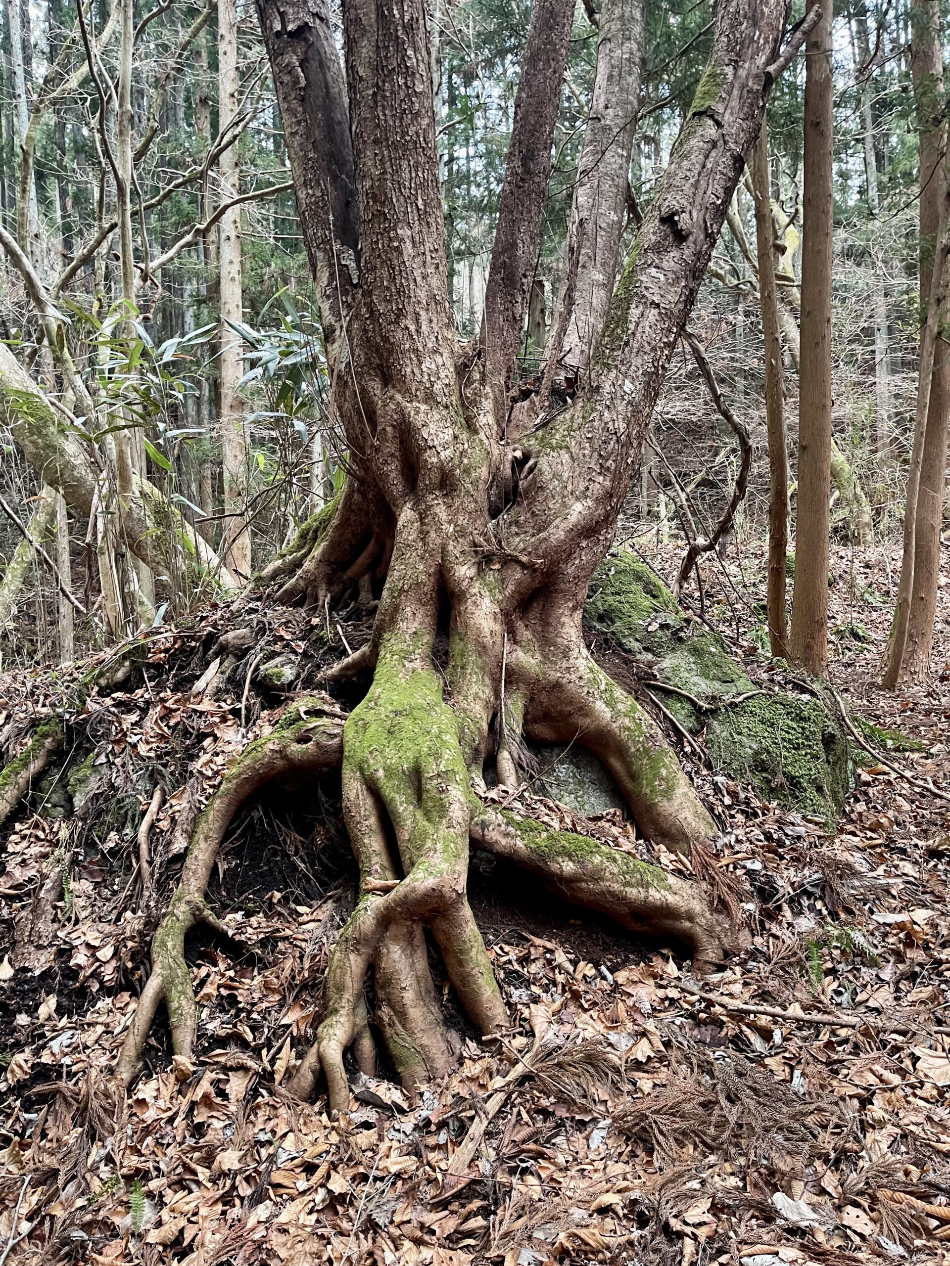 冬のガイアの森だより画像1