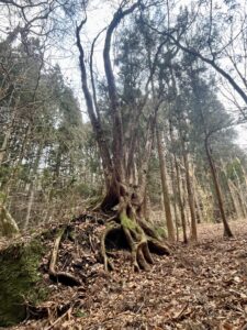 冬のガイアの森だより サムネイル画像