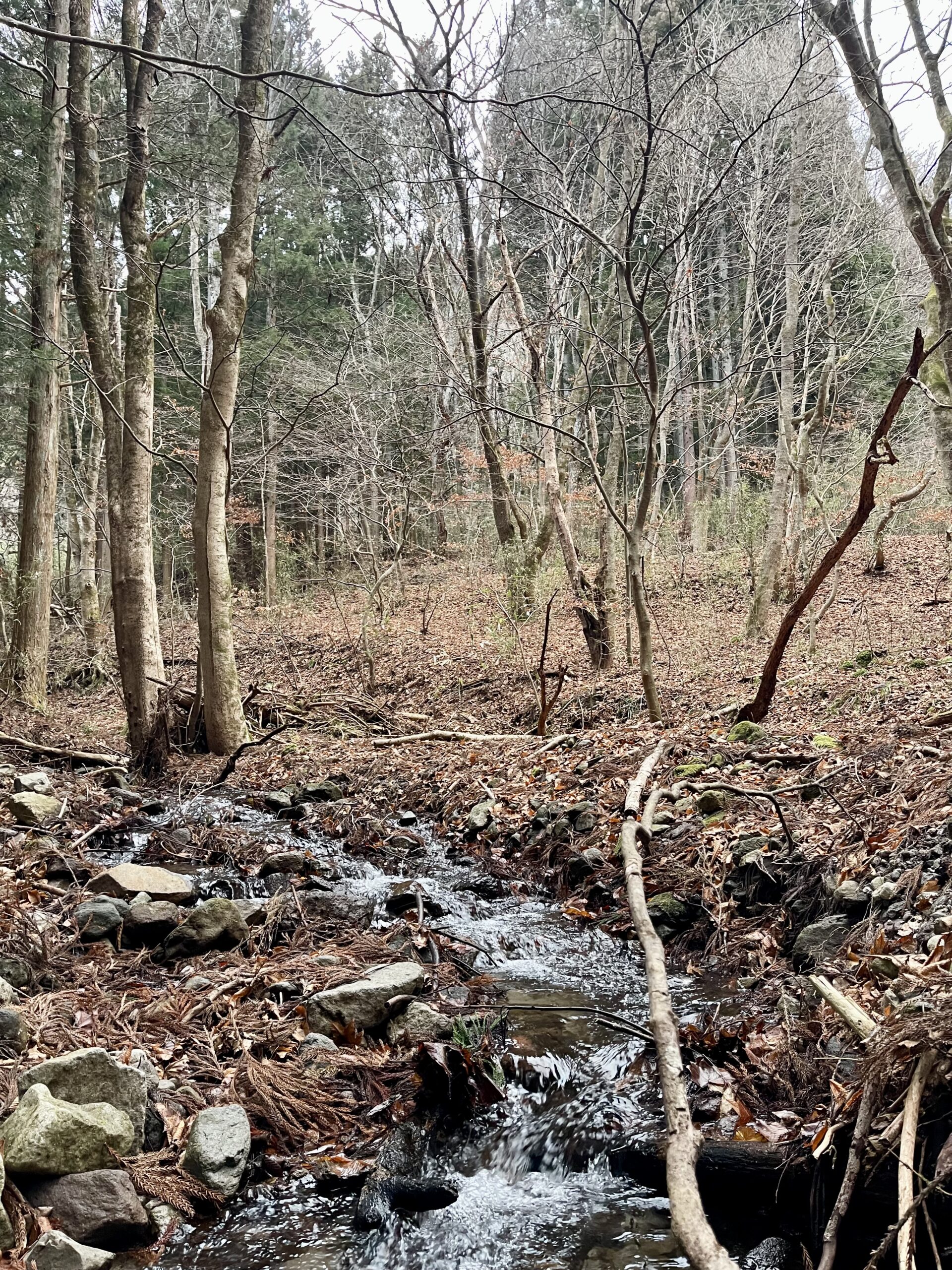 冬のガイアの森だより画像5