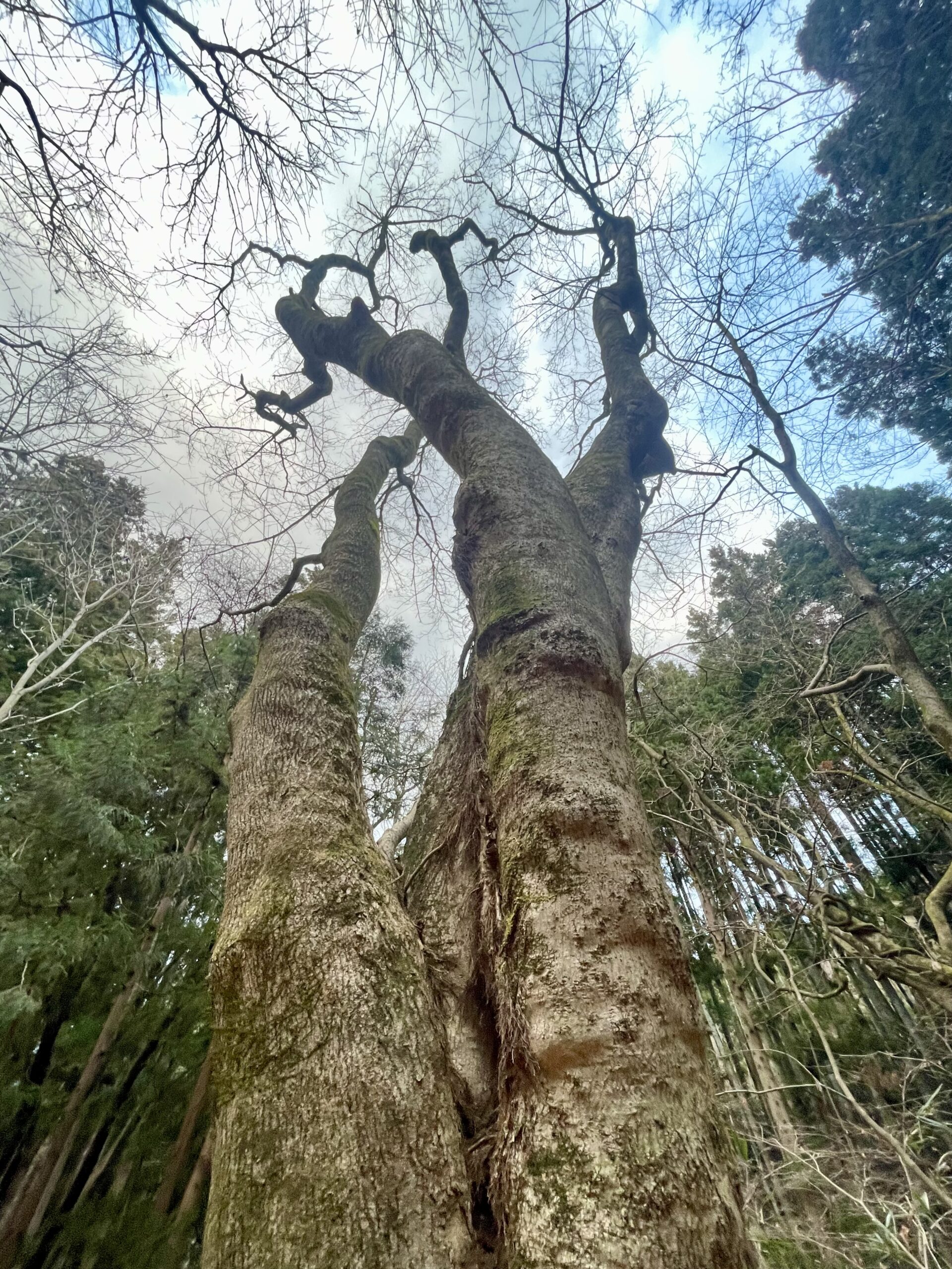 冬のガイアの森だより画像3