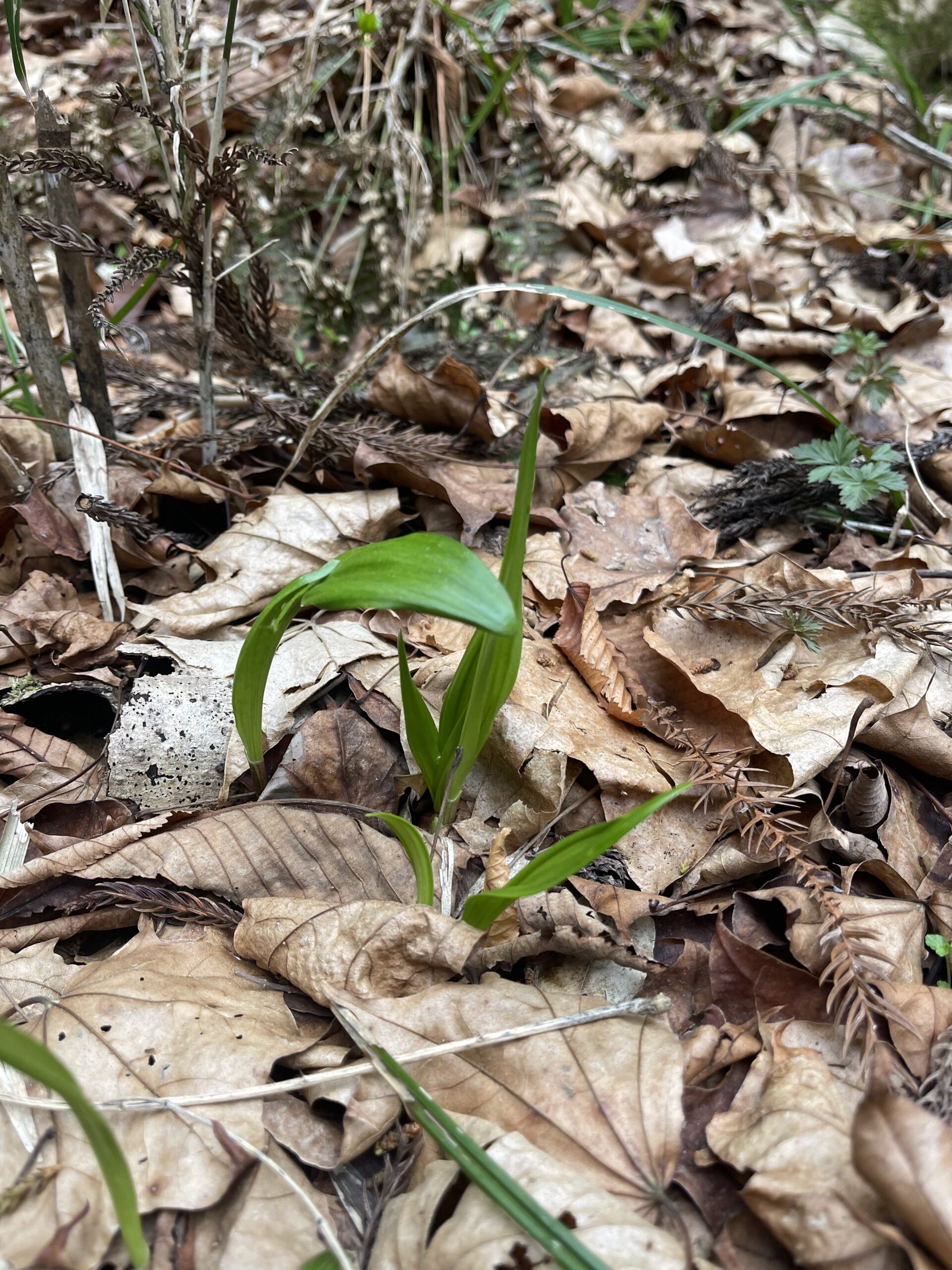【春の訪れ】ガイアの森に芽吹く新たな命と、千年の森づくり画像3