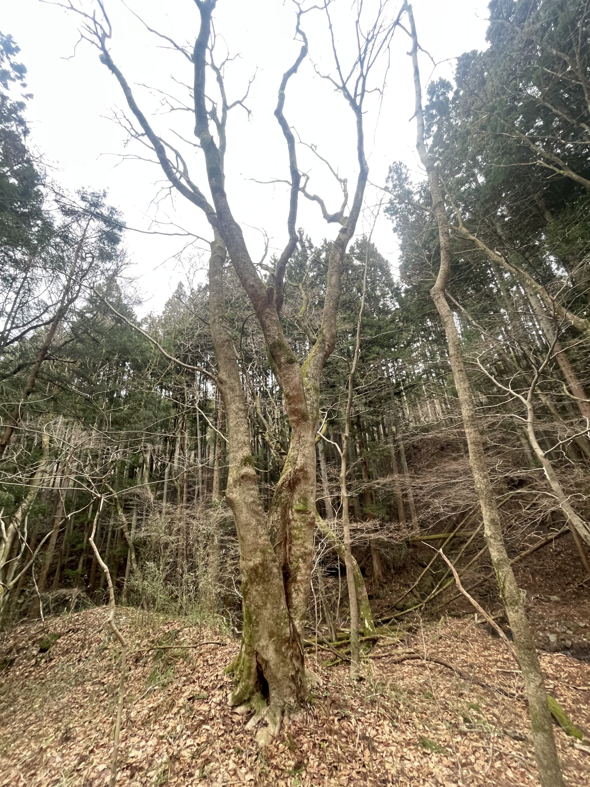 【春の訪れ】ガイアの森に芽吹く新たな命と、千年の森づくり画像5