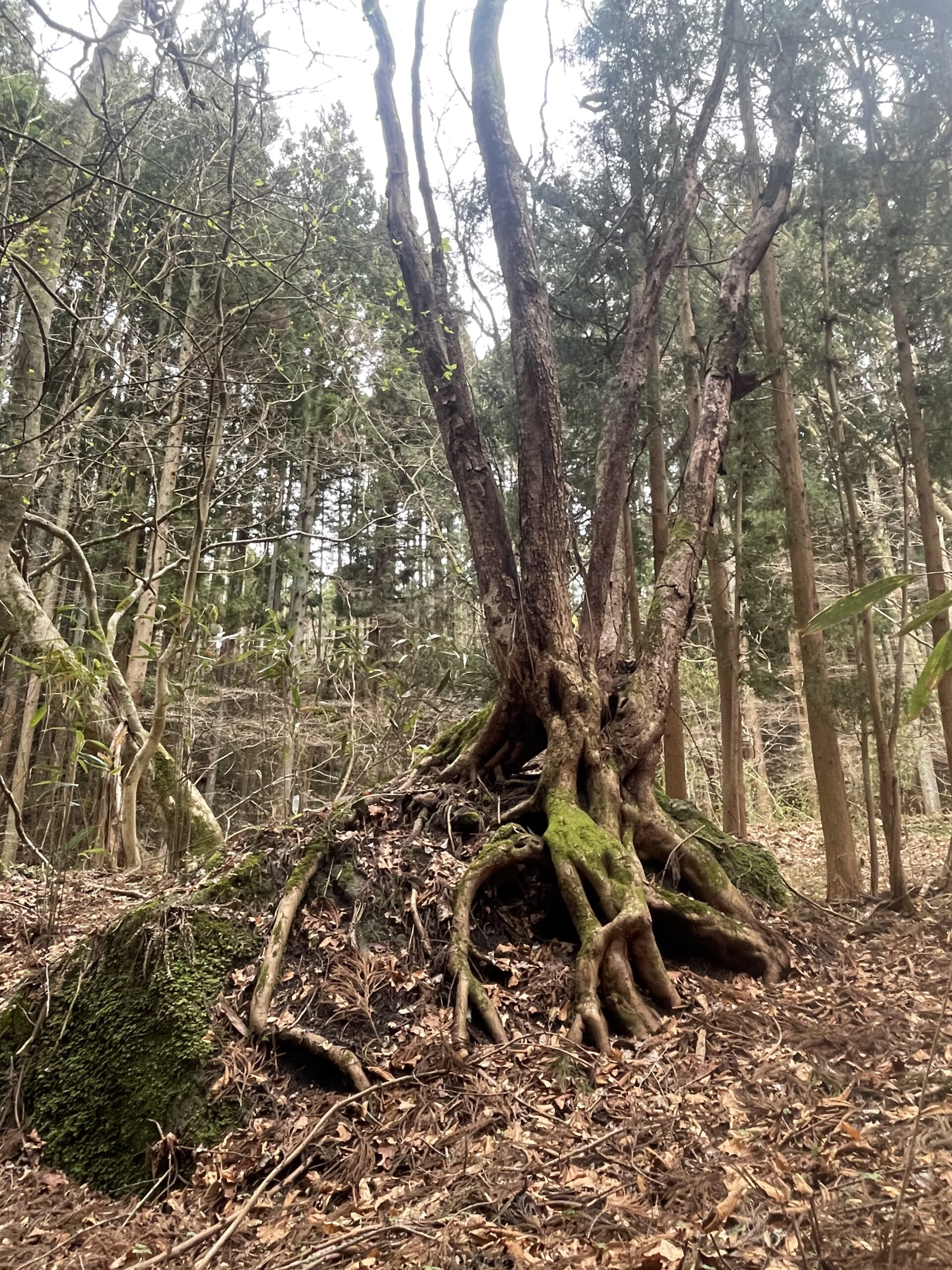 【春の訪れ】ガイアの森に芽吹く新たな命と、千年の森づくり画像4