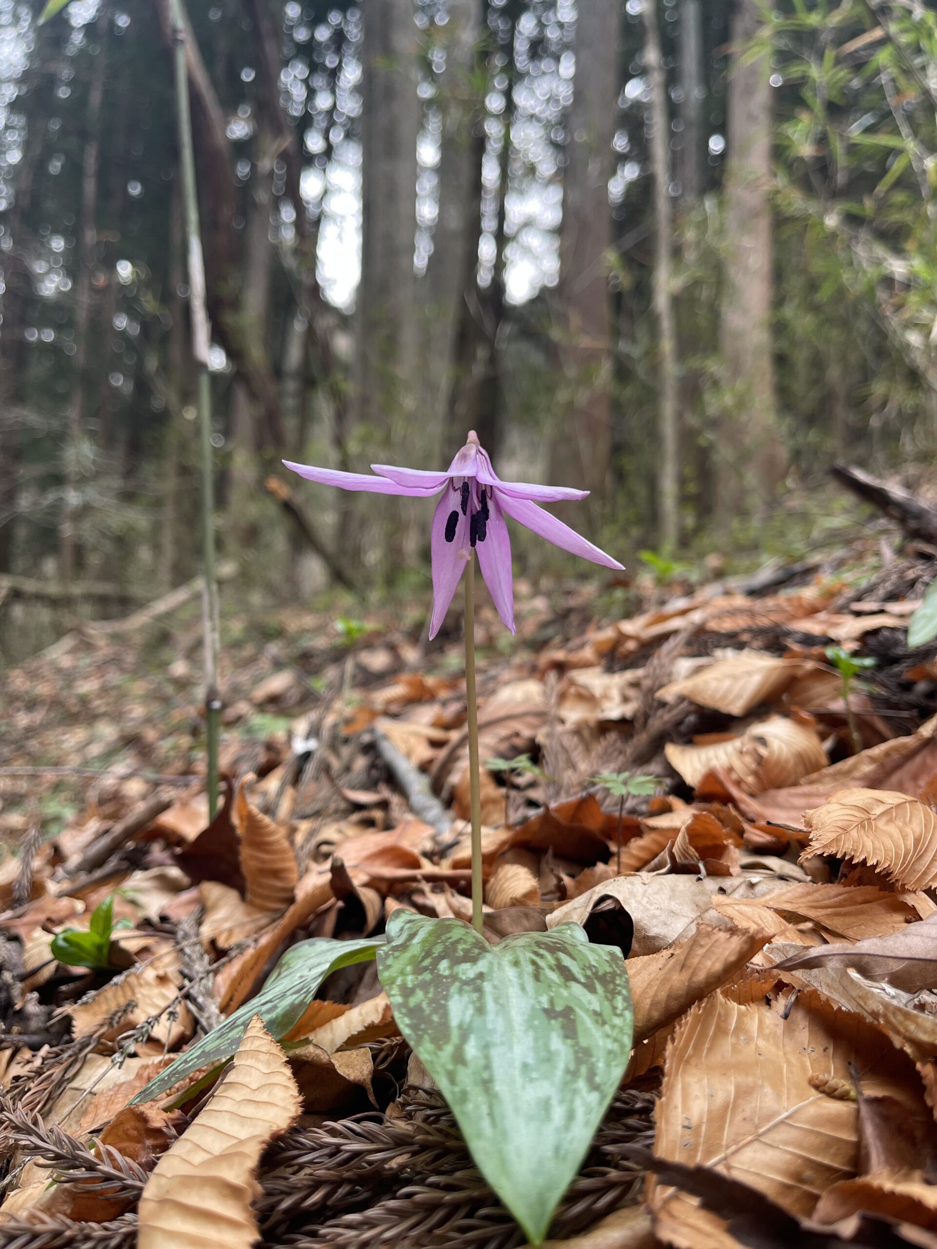 【春の訪れ】ガイアの森に芽吹く新たな命と、千年の森づくり画像1