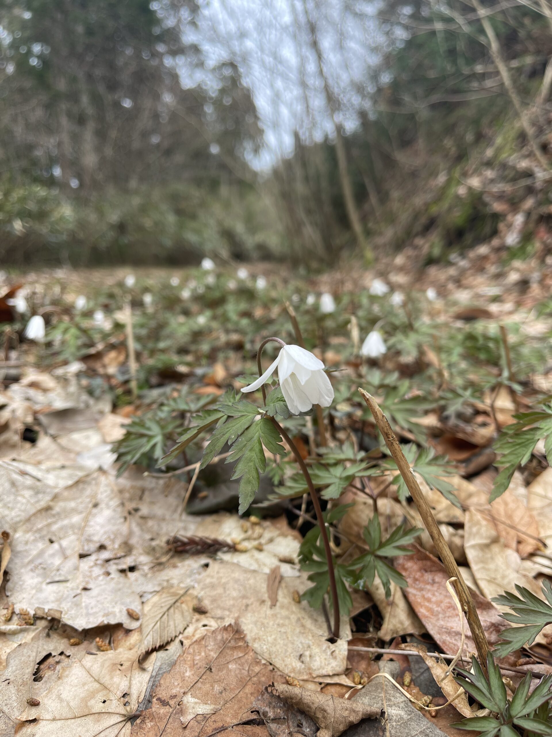 【春の訪れ】ガイアの森に芽吹く新たな命と、千年の森づくり画像2