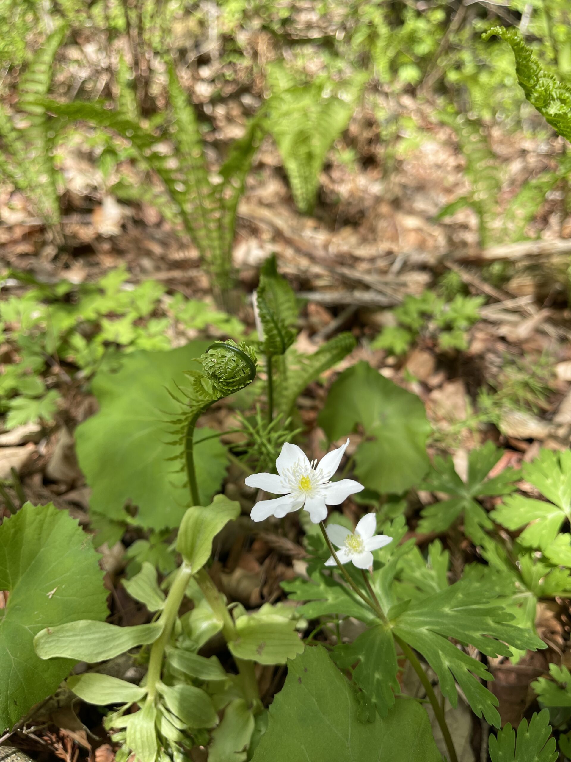 ガイアの森に訪れた春 ― 山野草が語る命の循環画像3
