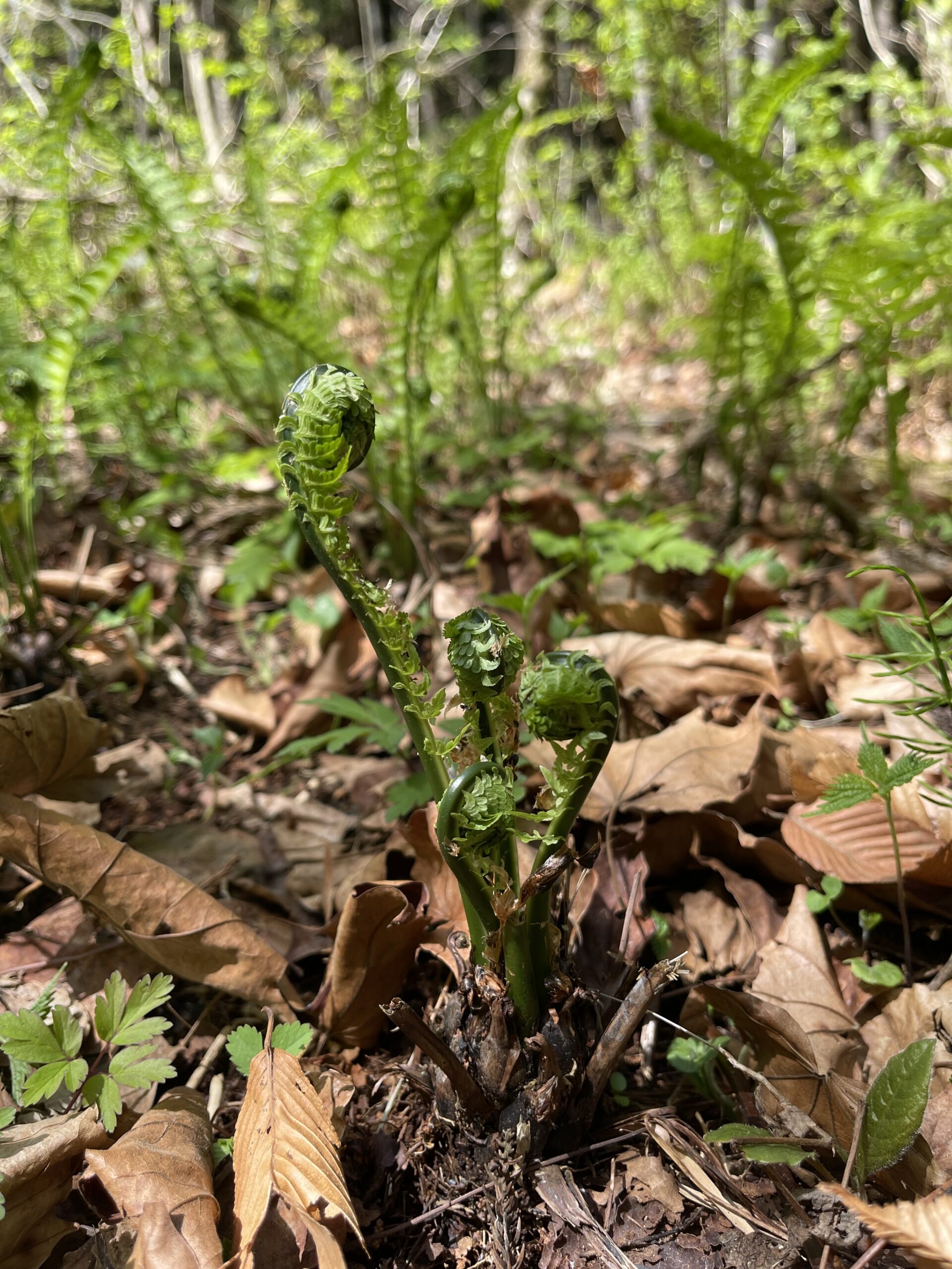 ガイアの森に訪れた春 ― 山野草が語る命の循環画像4