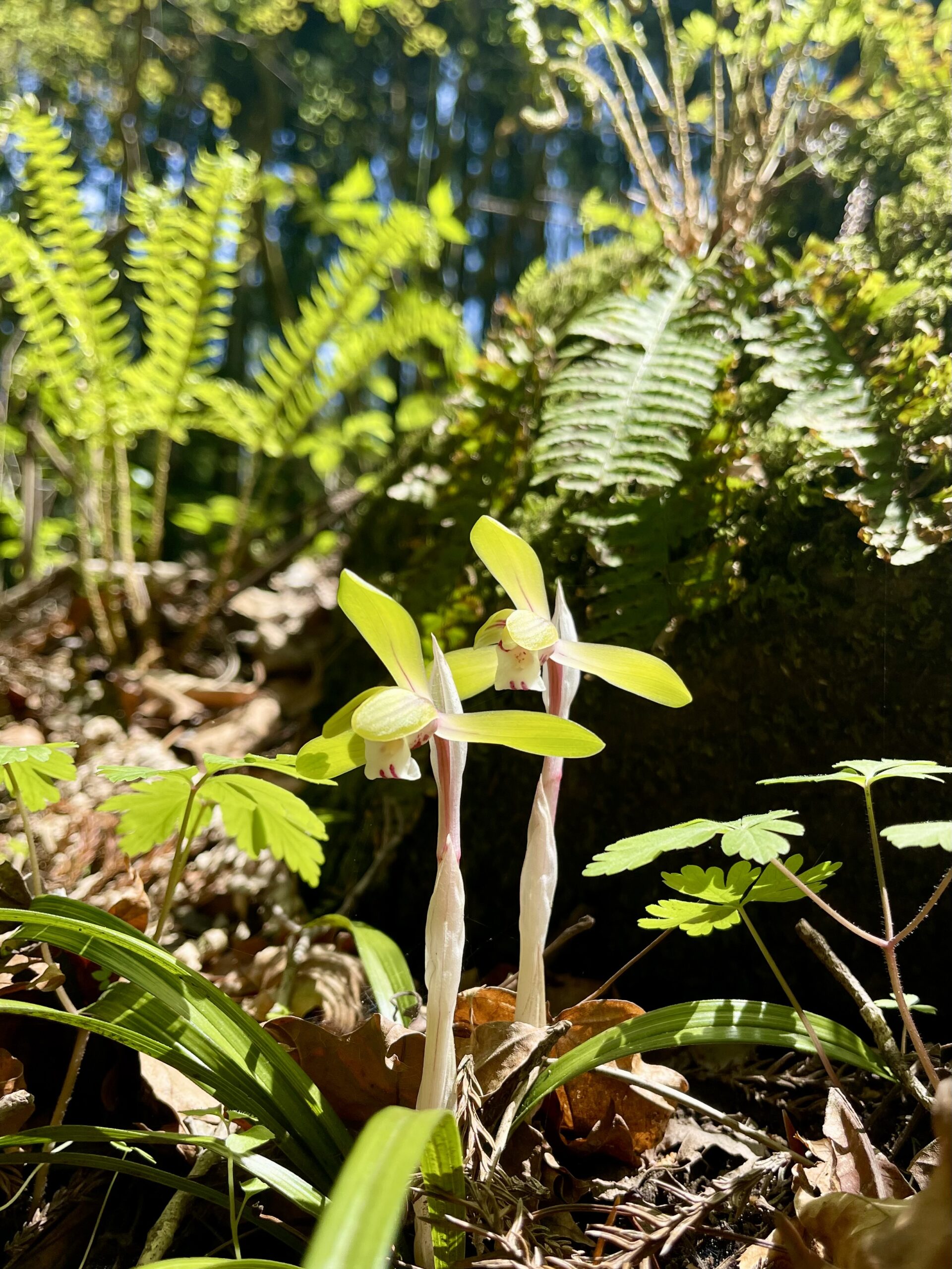 ガイアの森に訪れた春 ― 山野草が語る命の循環画像1