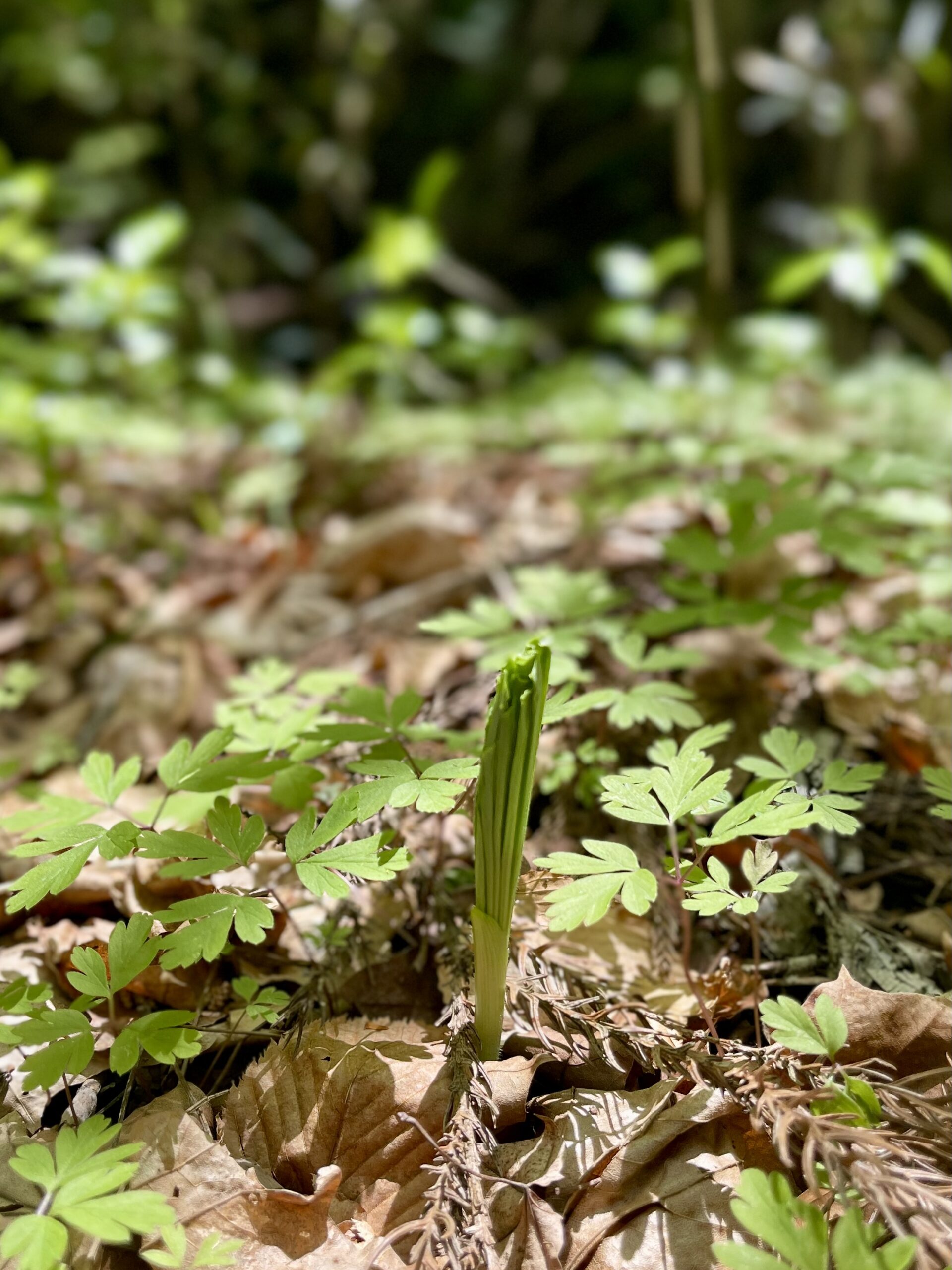 ガイアの森に訪れた春 ― 山野草が語る命の循環画像5