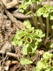 TOP サムネイル画像