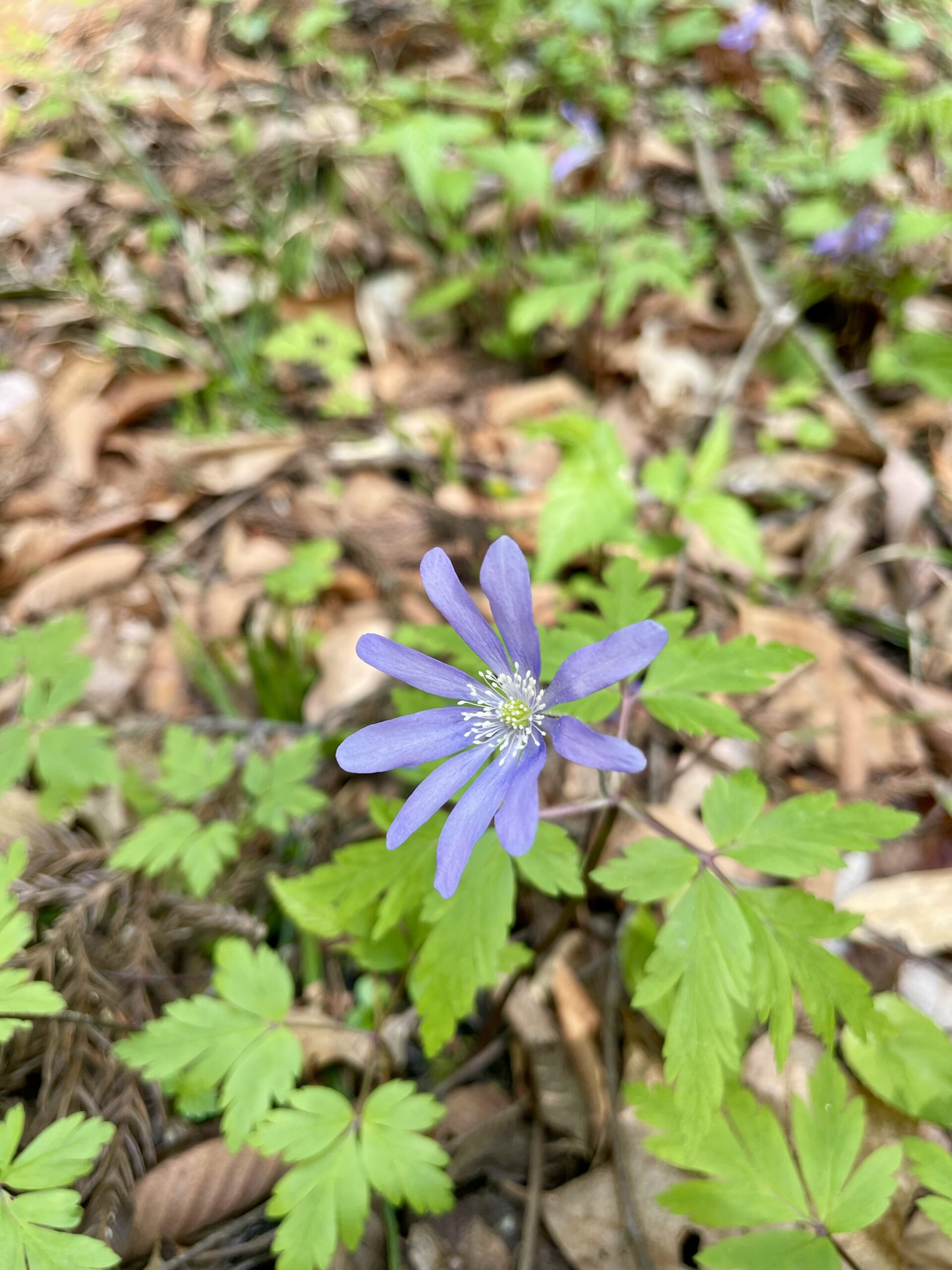 ガイアの森に訪れた春 ― 山野草が語る命の循環画像2