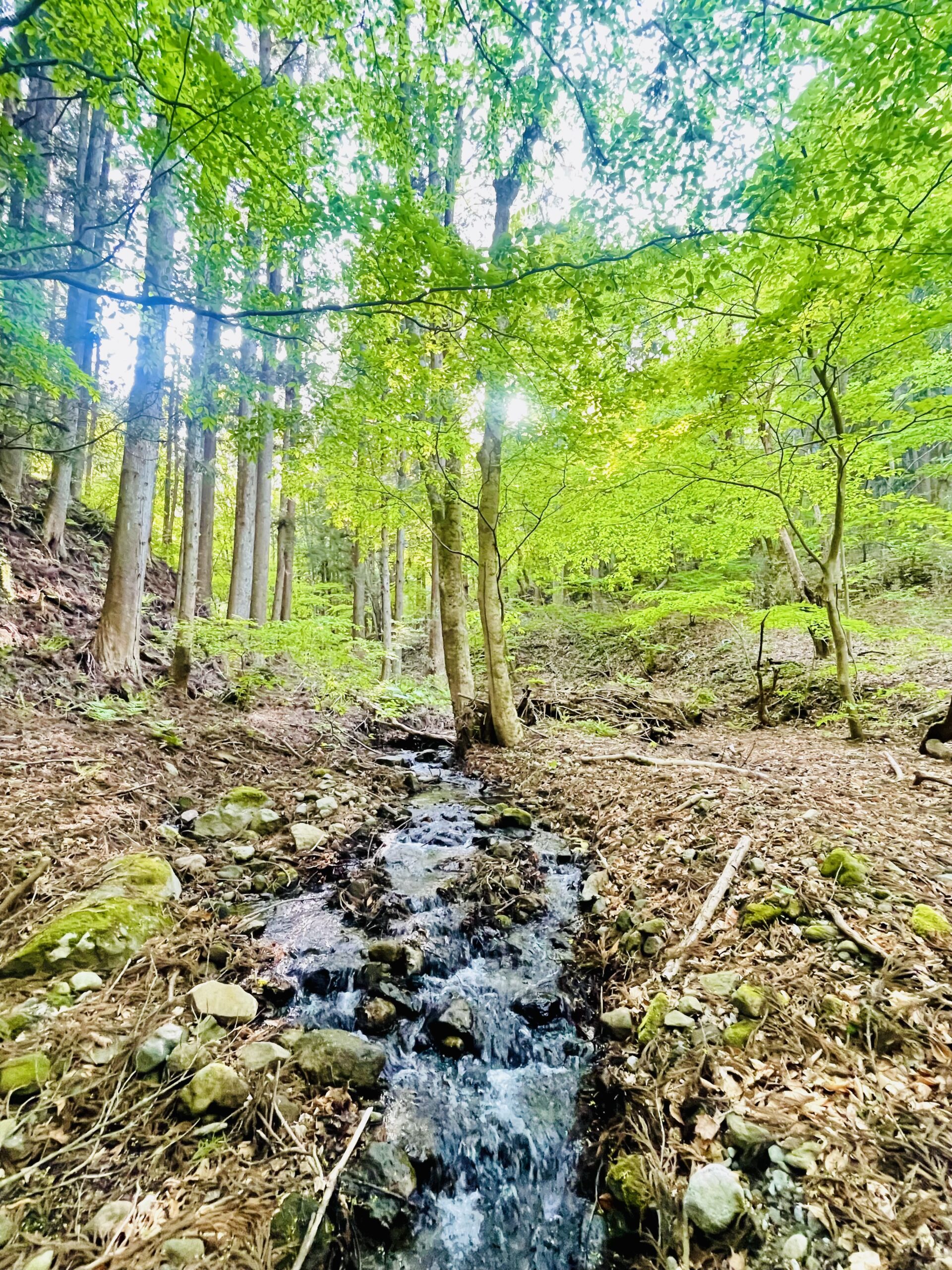ガイアの森に遅い春が訪れています ― 千年の森に息づく生命の循環 ―画像5
