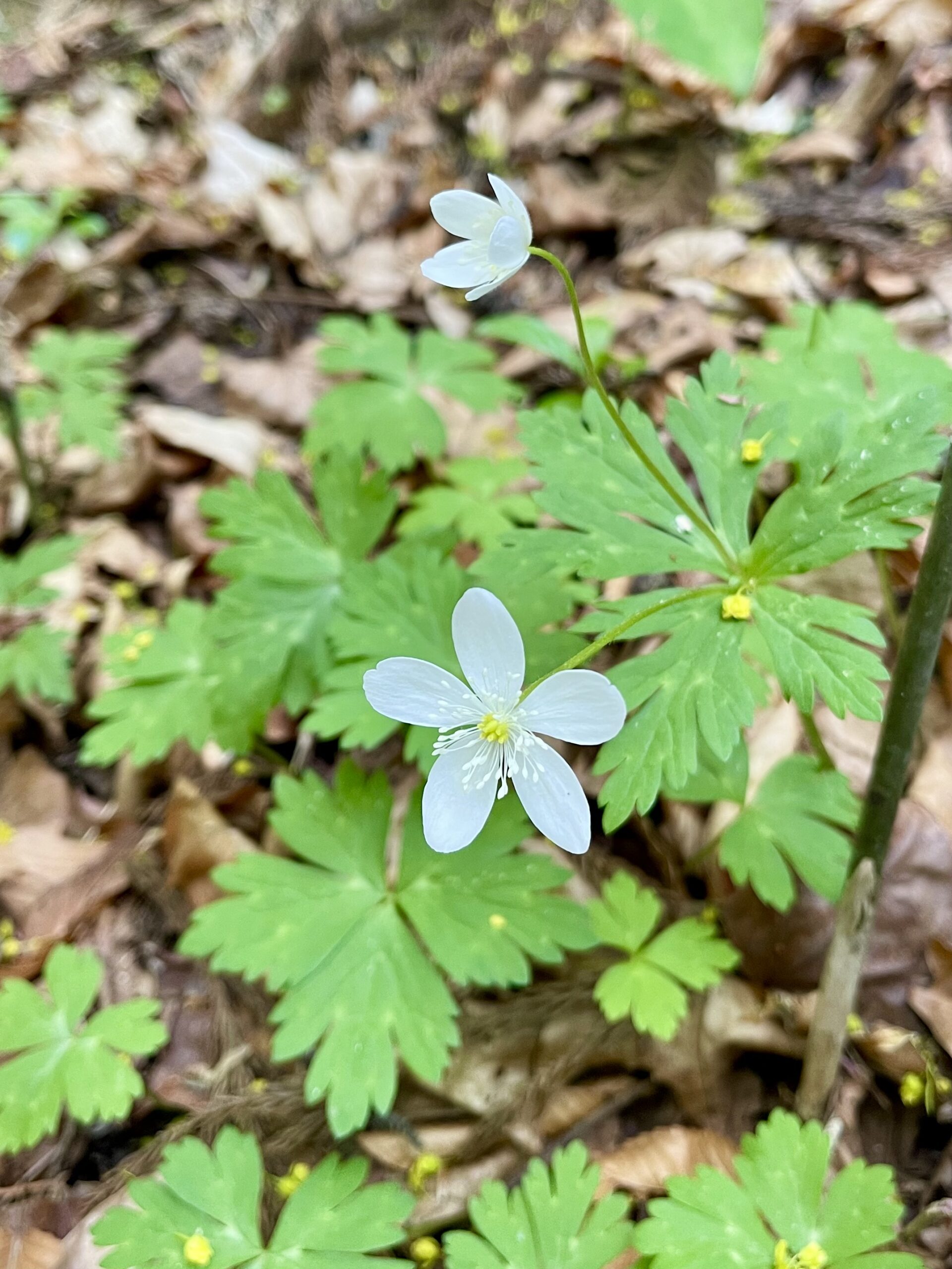 ガイアの森に遅い春が訪れています ― 千年の森に息づく生命の循環 ―画像2