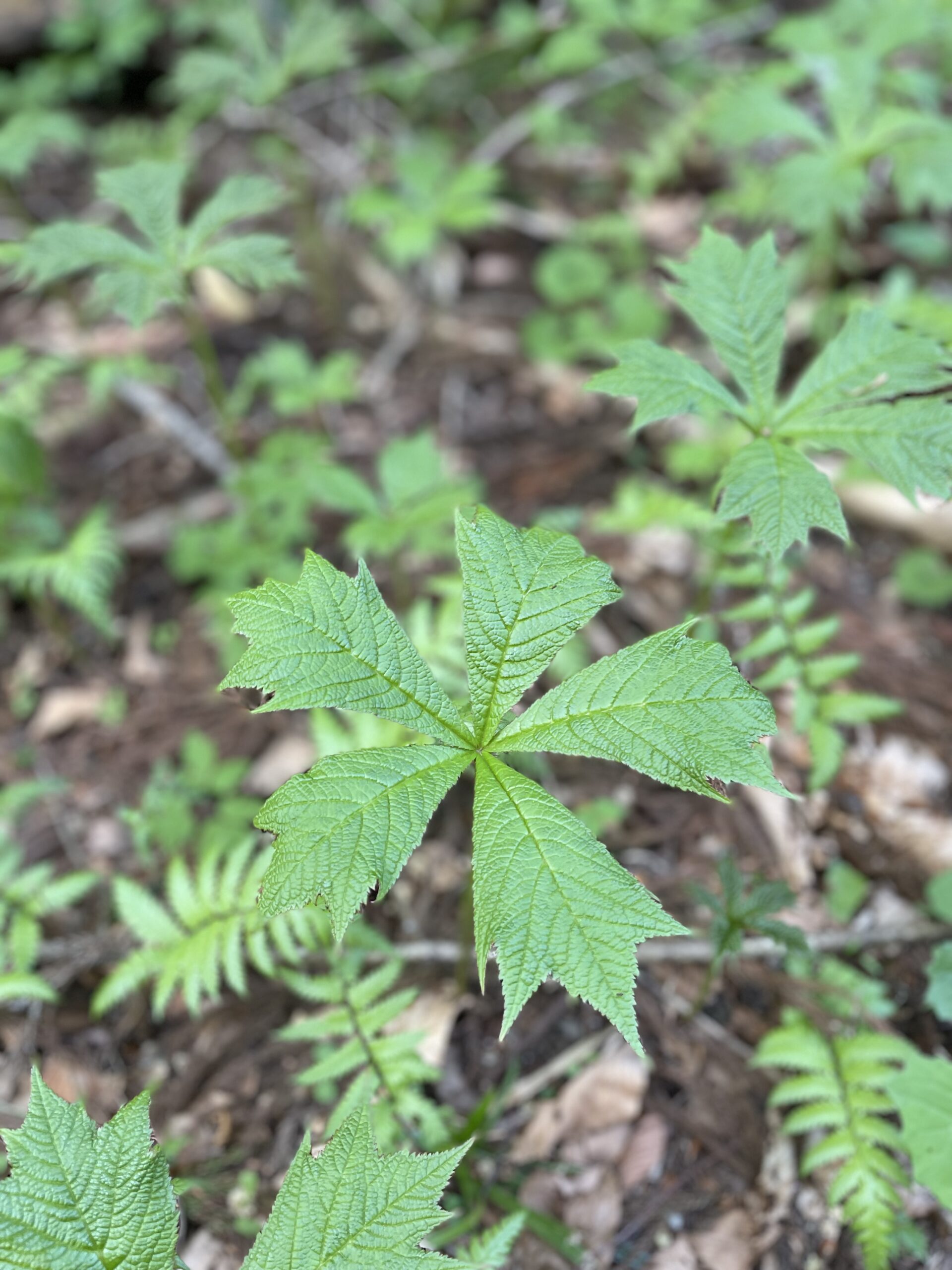 ガイアの森に遅い春が訪れています ― 千年の森に息づく生命の循環 ―画像4