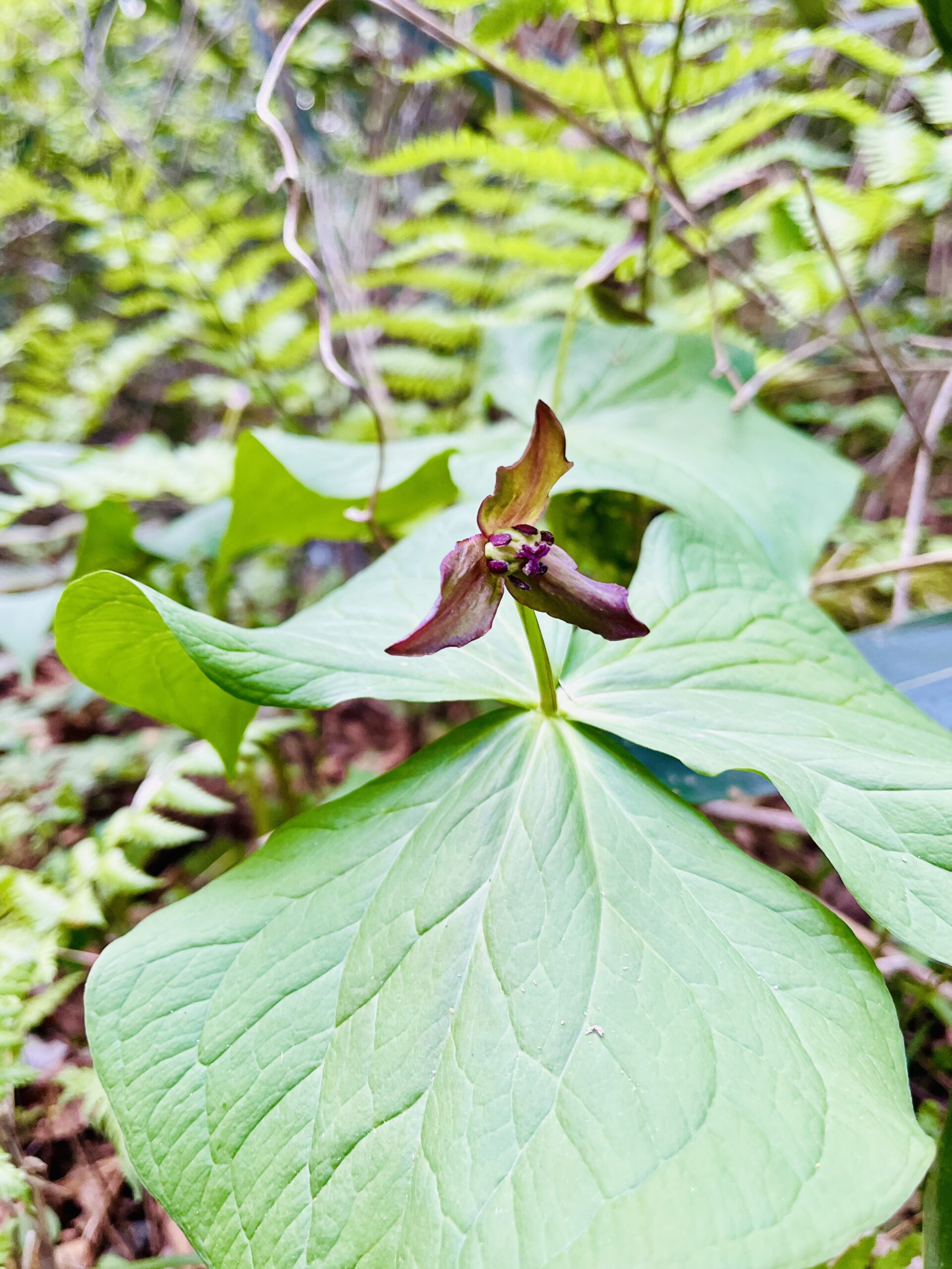 ガイアの森に遅い春が訪れています ― 千年の森に息づく生命の循環 ―画像1