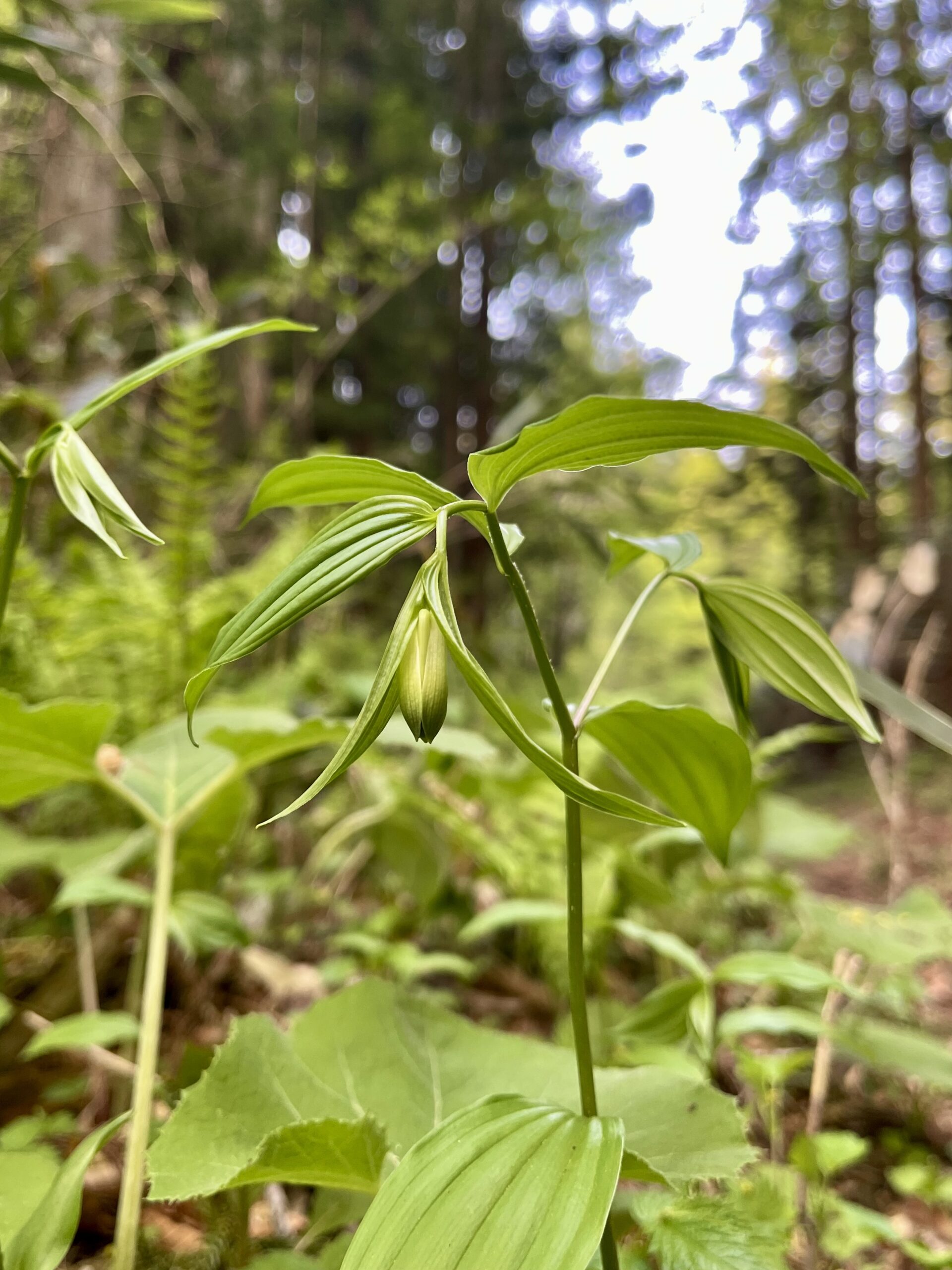 ガイアの森に遅い春が訪れています ― 千年の森に息づく生命の循環 ―画像3