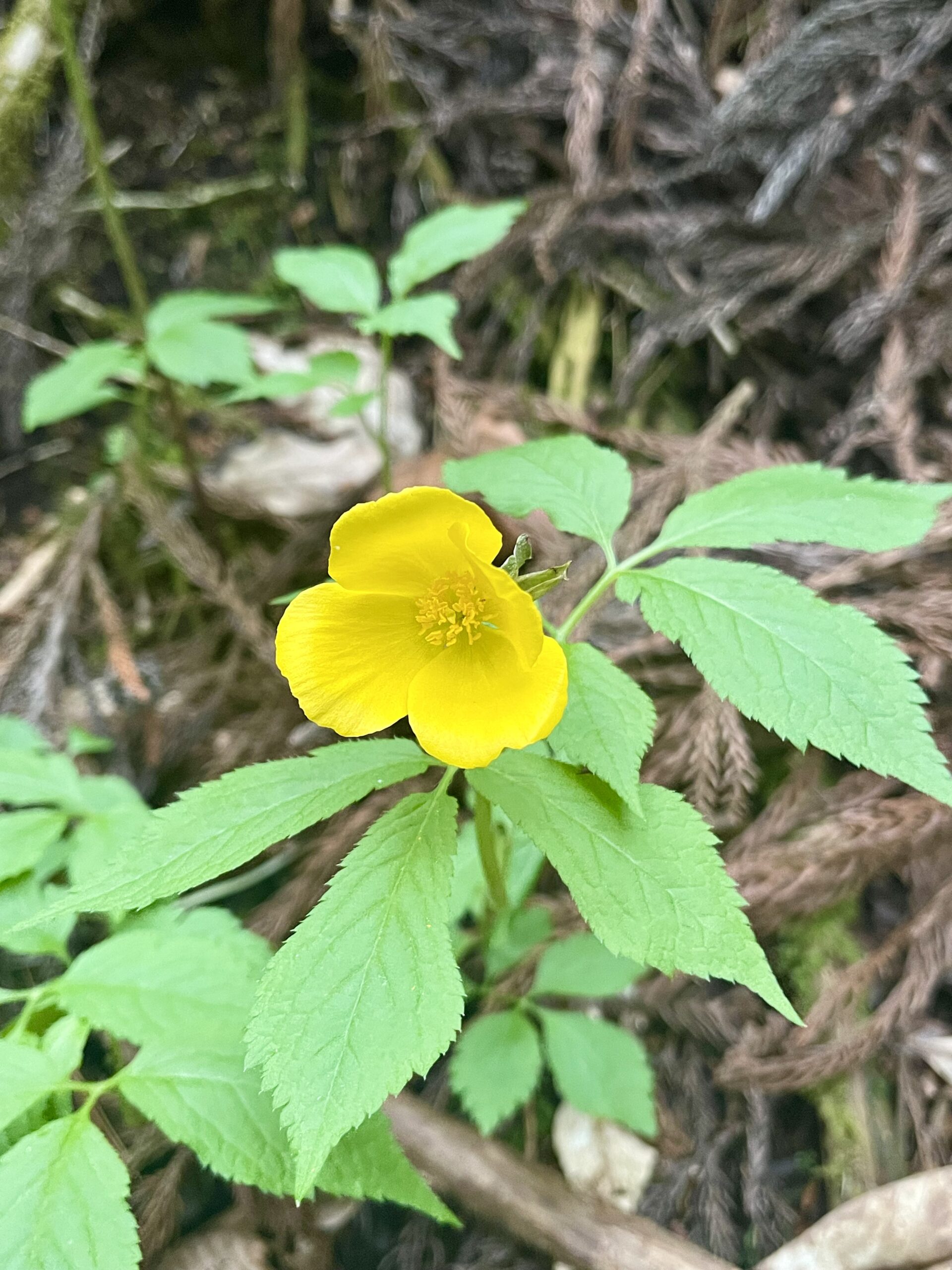 【ガイアの森、春から初夏へ ― 新緑が織りなす生命の時間】画像2