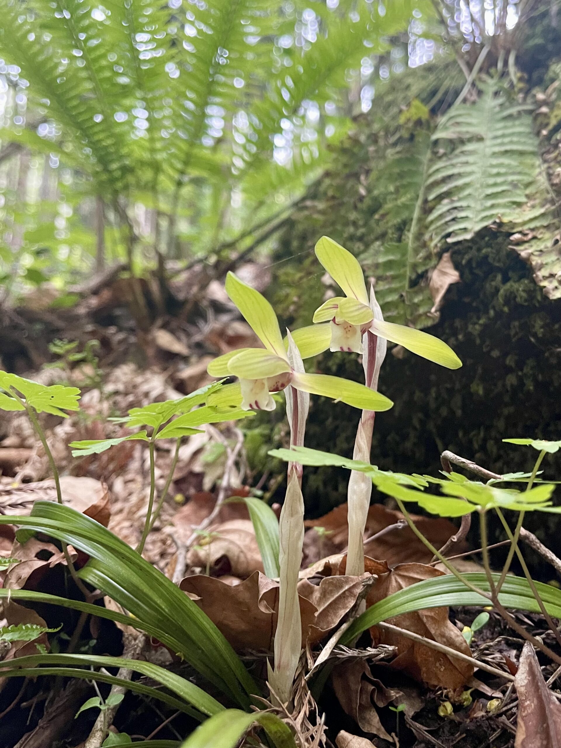 【ガイアの森、春から初夏へ ― 新緑が織りなす生命の時間】画像5