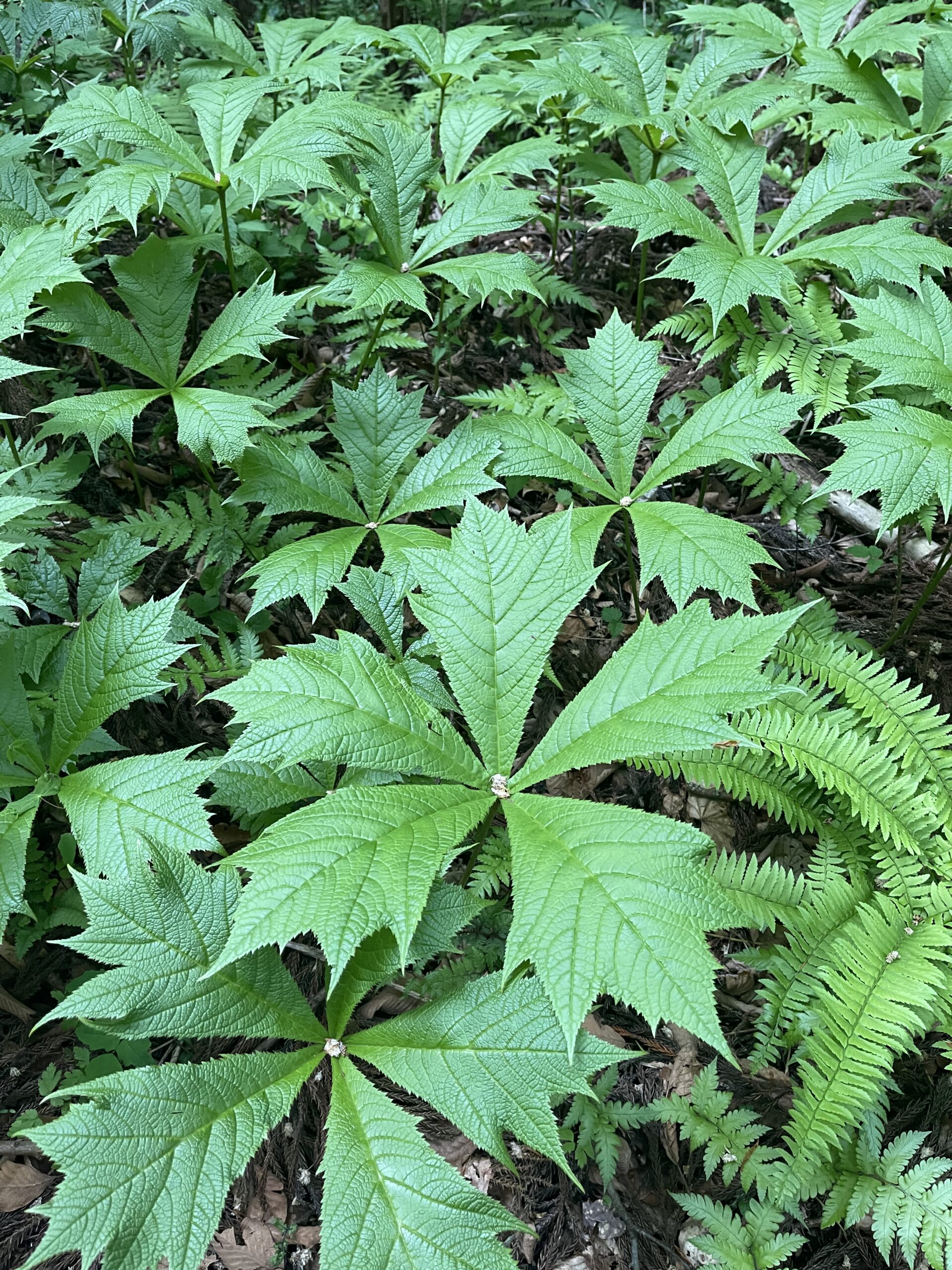 【ガイアの森、春から初夏へ ― 新緑が織りなす生命の時間】画像4