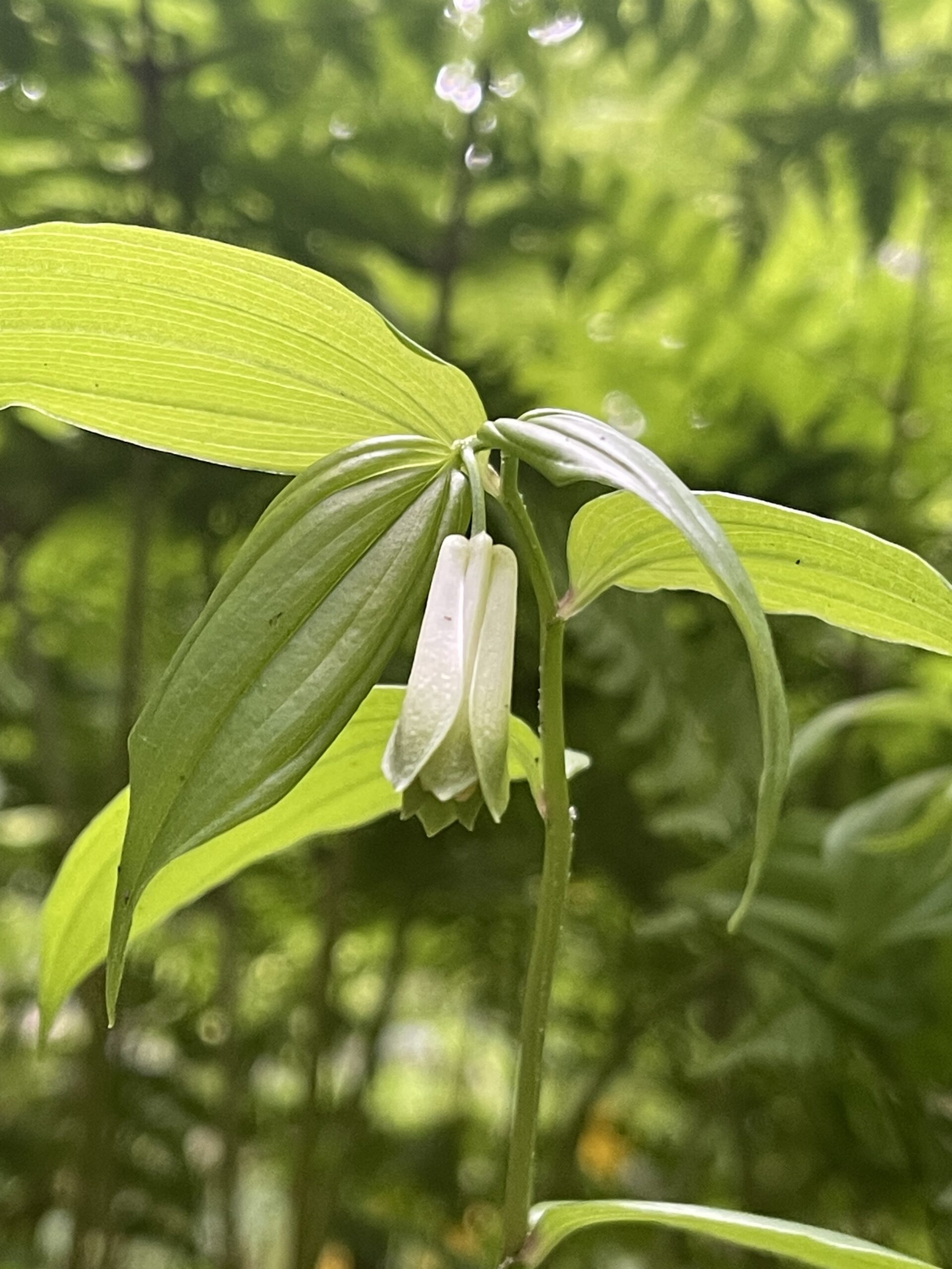 【ガイアの森、春から初夏へ ― 新緑が織りなす生命の時間】画像3