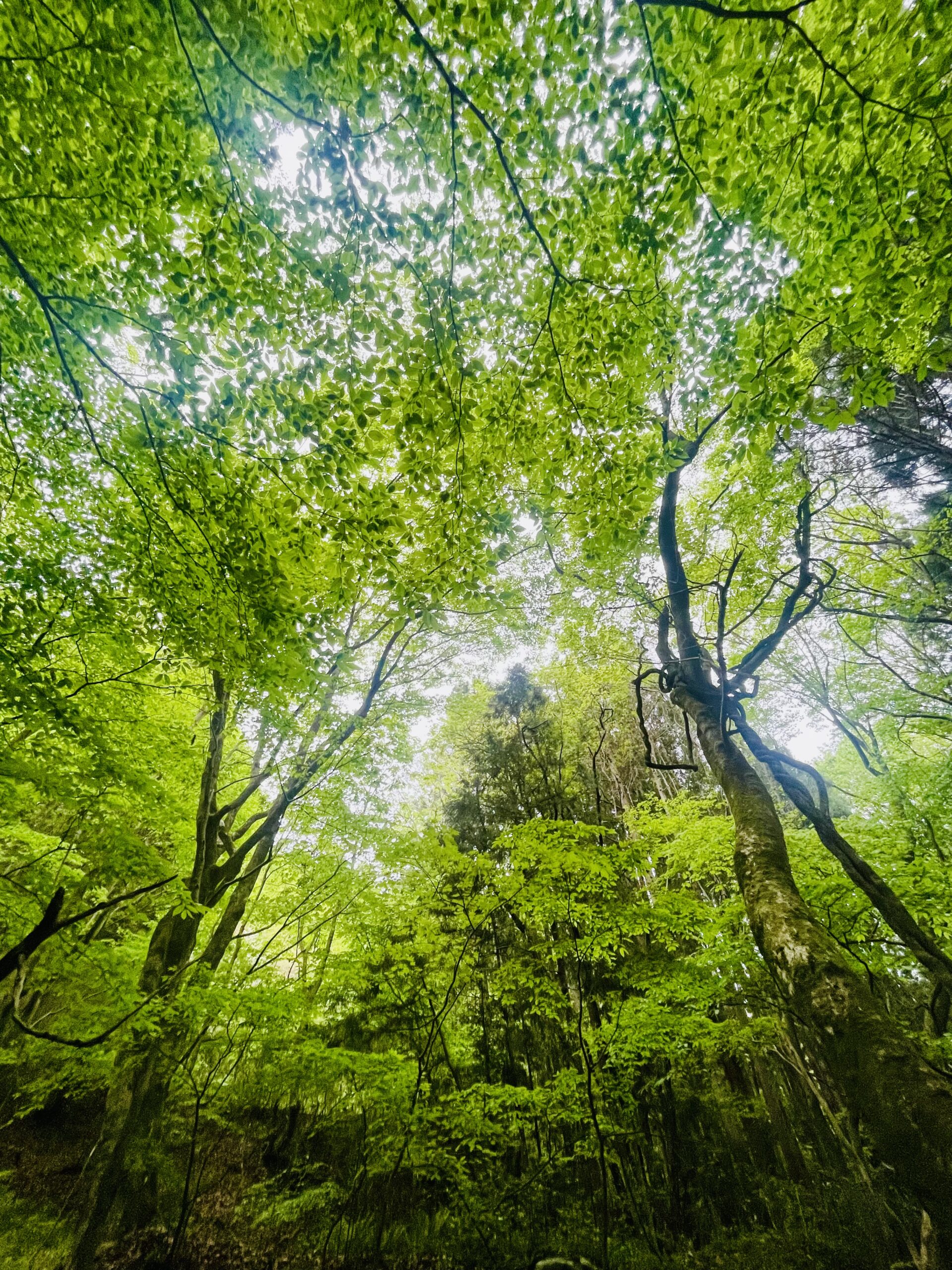 【ガイアの森、春から初夏へ ― 新緑が織りなす生命の時間】画像1