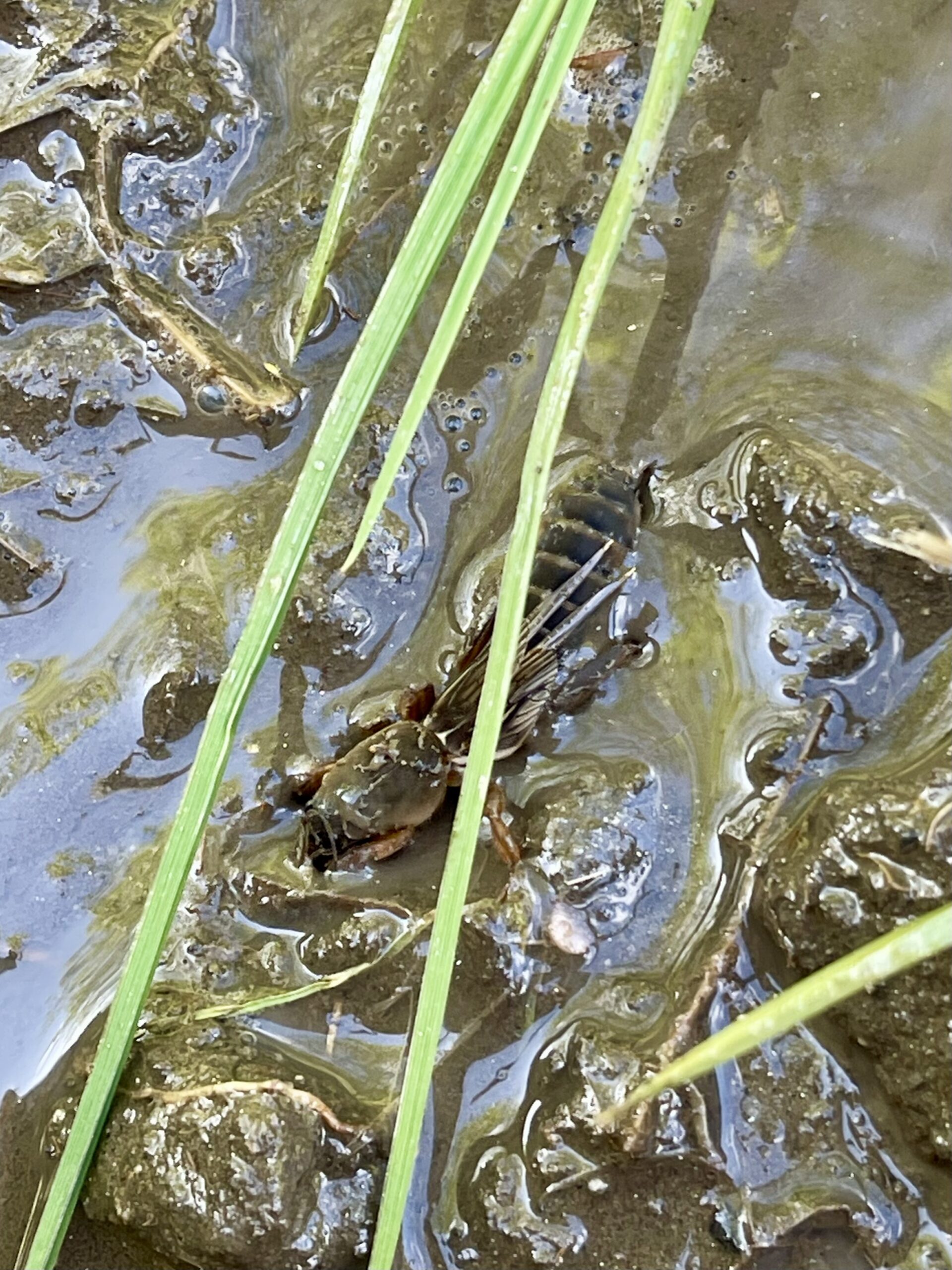 【田植えの季節がやってきました──ガイアファームが育む、食と交流、そして蔵王福祉の森構想の原点】画像3