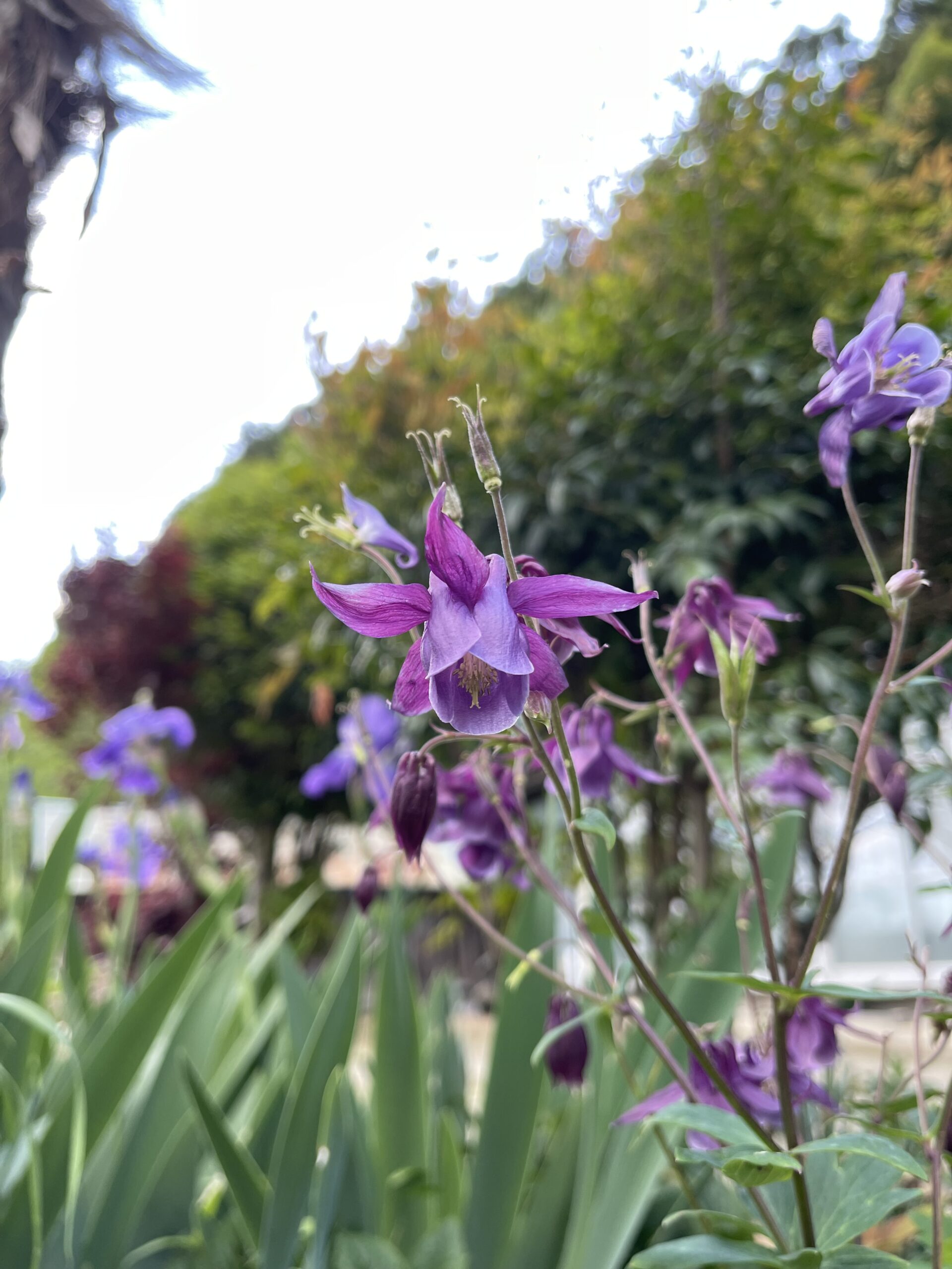 【田植えの季節がやってきました──ガイアファームが育む、食と交流、そして蔵王福祉の森構想の原点】画像4