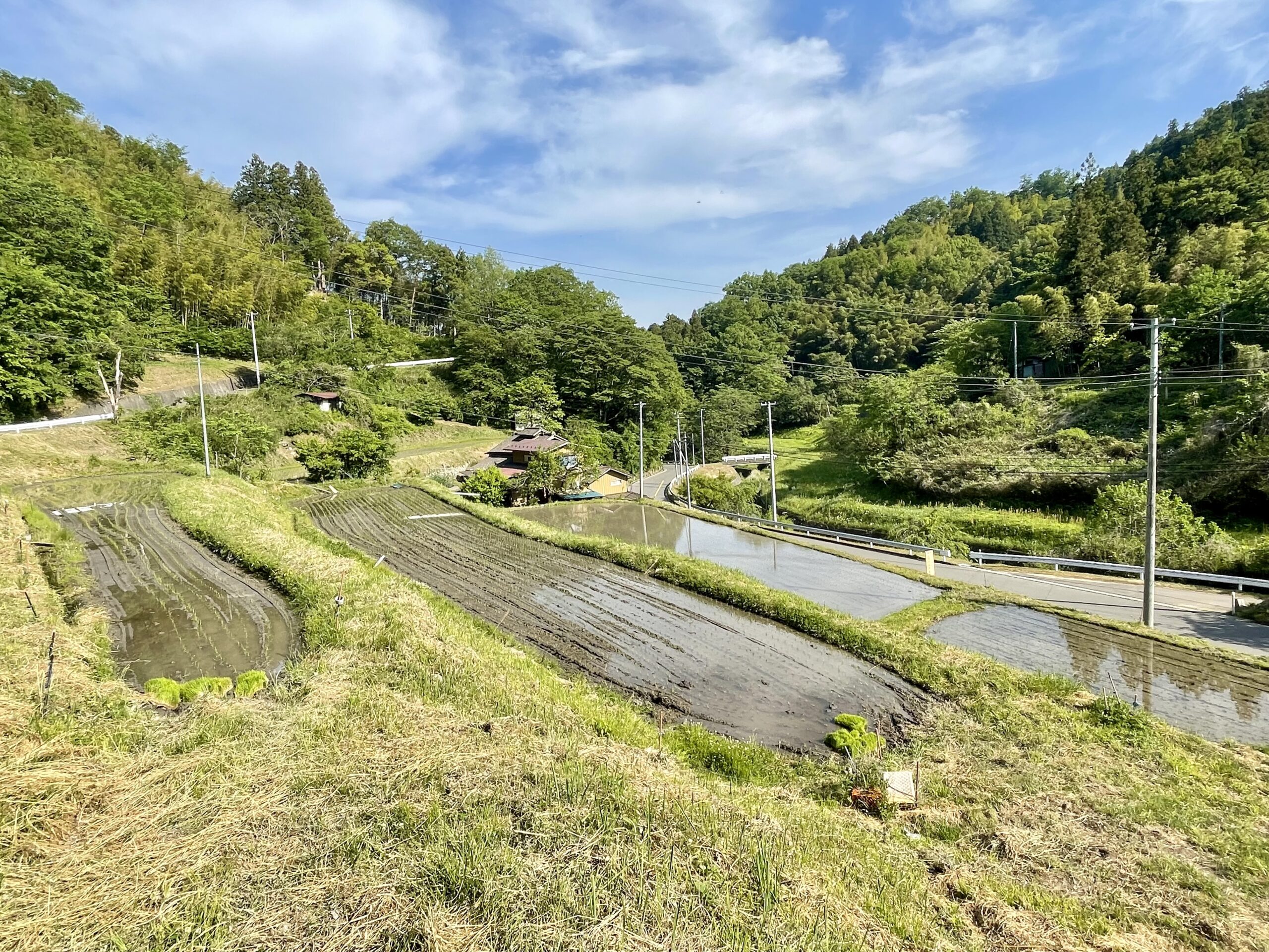 ガイアファームで今年も田植えを実施しました画像1