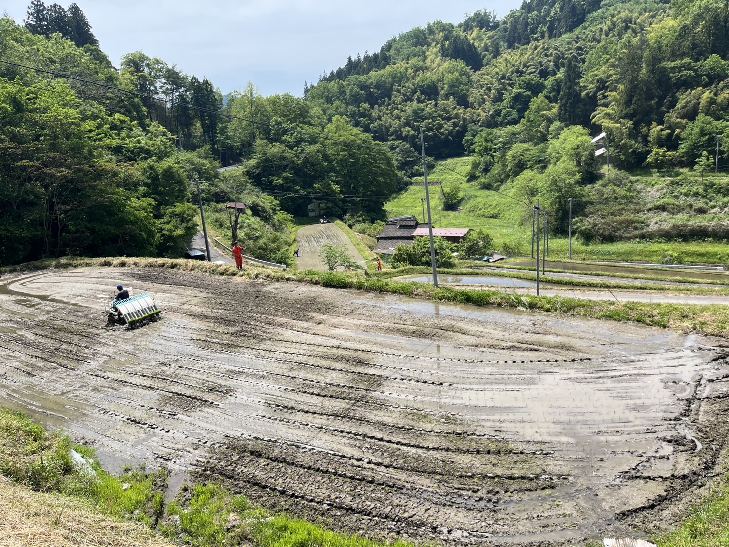 ガイアファームで今年も田植えを実施しました画像3