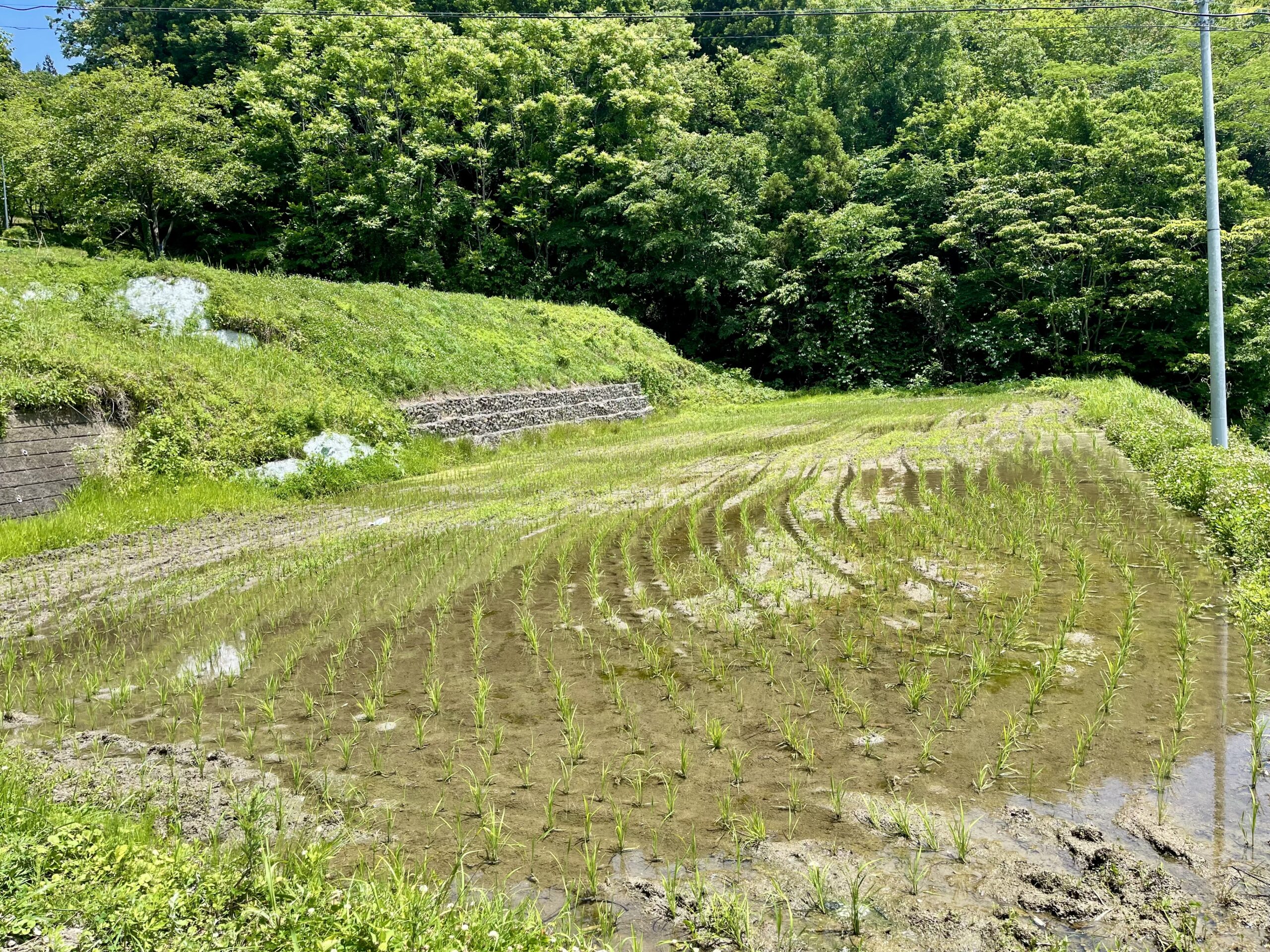 ガイアファーム棚田に広がる、小さな命たちの世界画像4