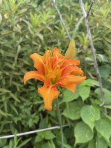 ガイアファームの棚田が夏の彩りを迎えています サムネイル画像