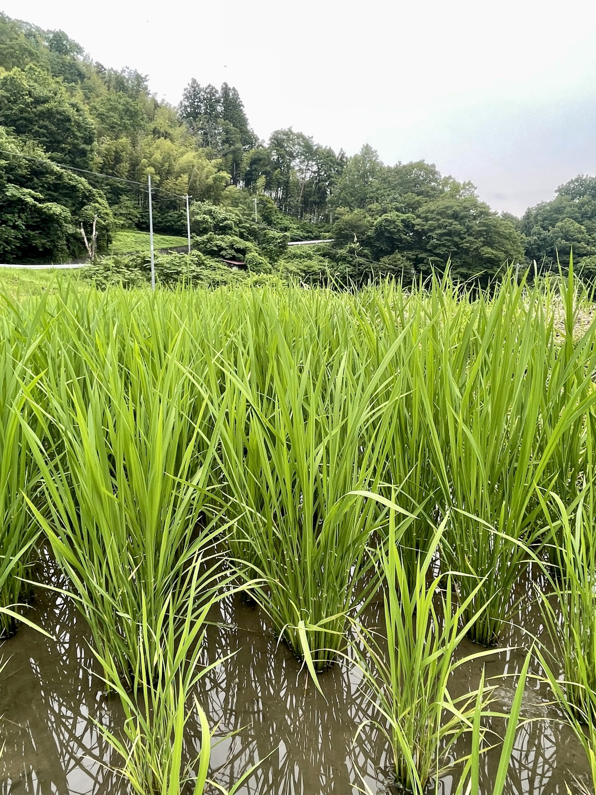 ガイアファームの棚田が夏の彩りを迎えています画像1