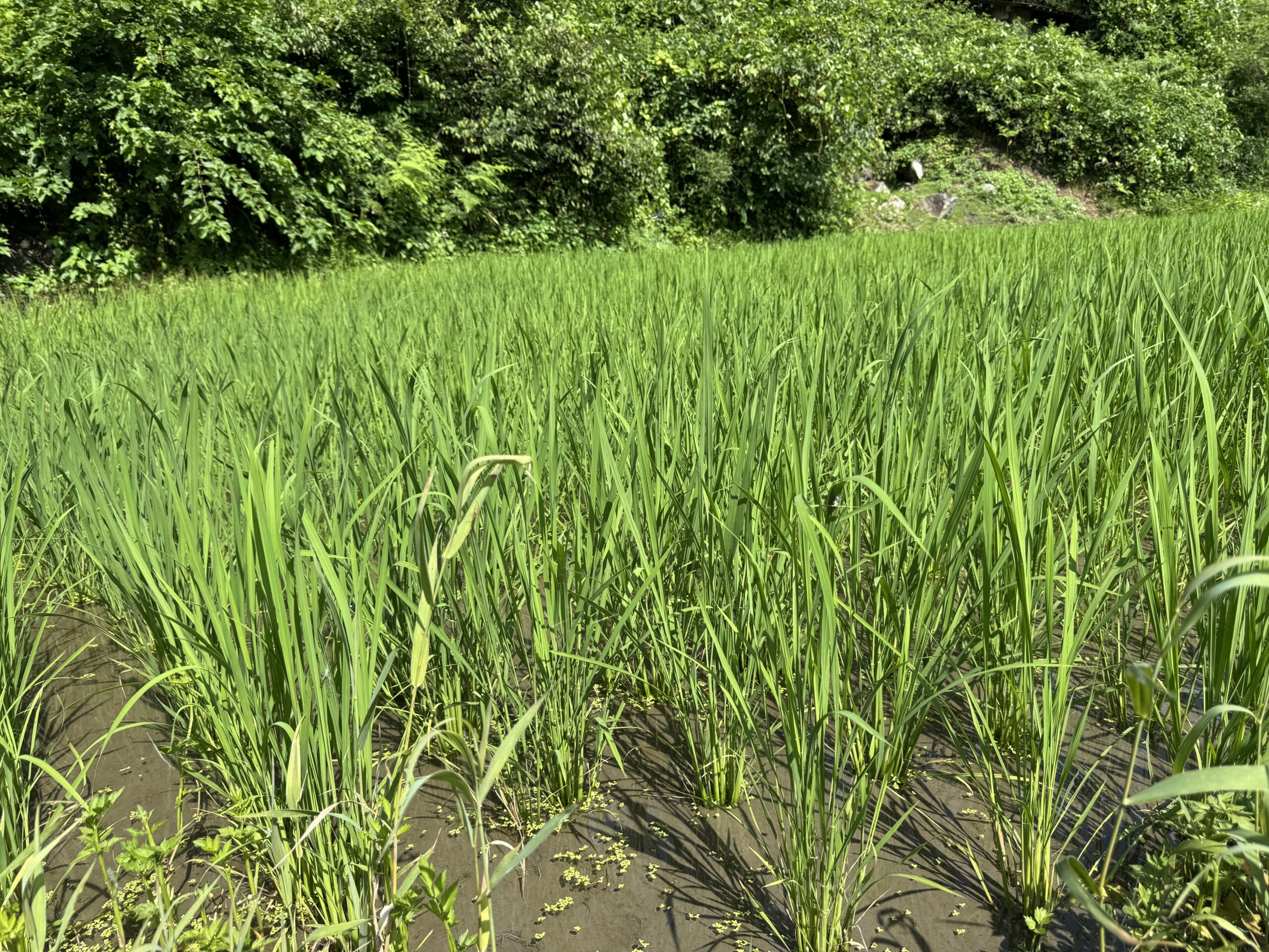 ガイアファームの棚田では、稲が力強く成長しています。画像2