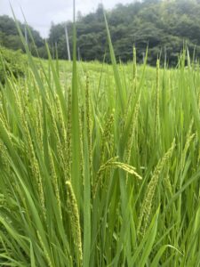 TOP サムネイル画像